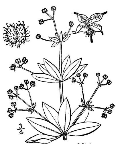 drawing of Galium triflorum, Sweet-scented Bedstraw, Fragrant Bedstraw