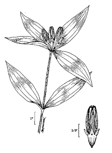 drawing of Gentiana clausa, Meadow Closed Gentian, Meadow Bottle Gentian