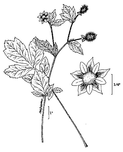 drawing of Geum laciniatum, Rough Avens