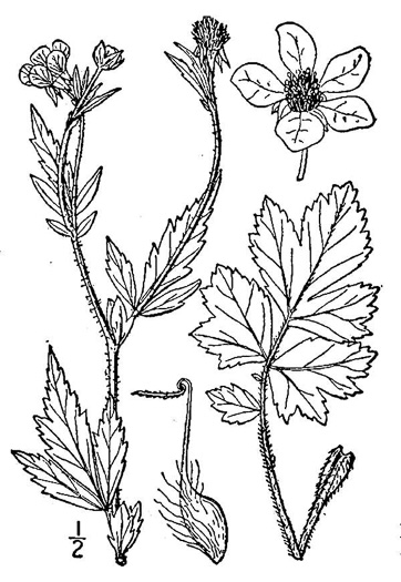 drawing of Geum aleppicum, Yellow Avens
