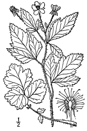 drawing of Geum virginianum, Pale Avens, Cream Avens