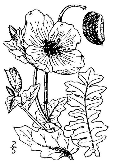 drawing of Glaucium flavum, Yellow Hornpoppy, Yellow Horned-poppy, Sea-poppy