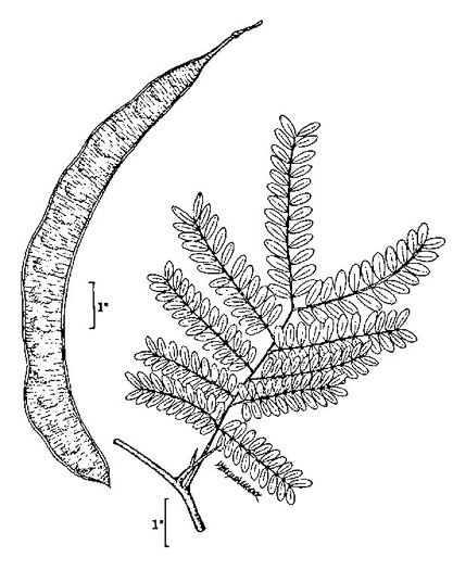 drawing of Gleditsia triacanthos, Honey Locust