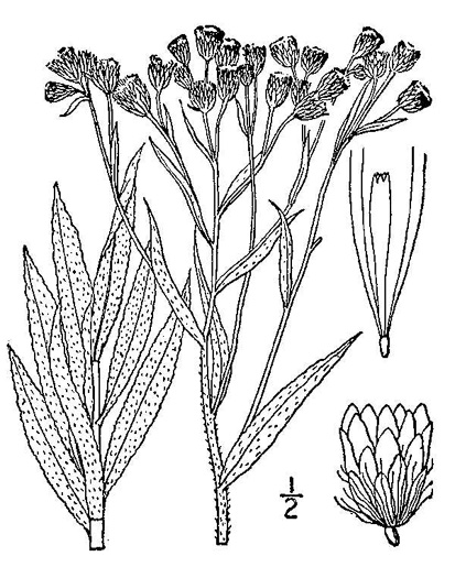 image of Pseudognaphalium helleri, Heller's Rabbit-tobacco