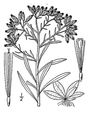 image of Pseudognaphalium obtusifolium, Fragrant Rabbit-tobacco, Eastern Rabbit-tobacco, Sweet Everlasting, Catfoot