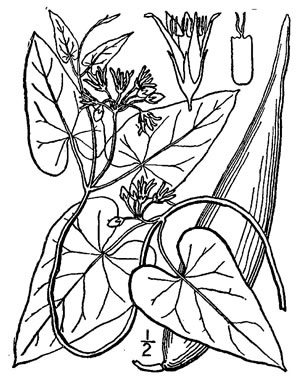 image of Cynanchum laeve, Bluevine, Sandvine, Honeyvine