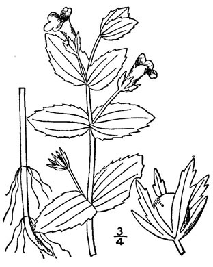 drawing of Gratiola viscidula, Viscid Hedge-hyssop, Sticky Hedge-hyssop, Short's Hedge-hyssop