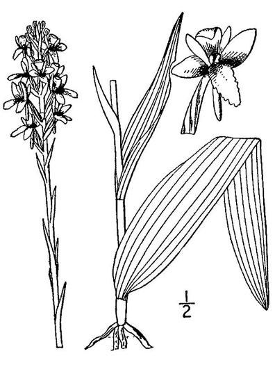 drawing of Platanthera integra, Yellow Fringeless Orchid, Golden Frog Orchid, Golden Fringeless Orchid