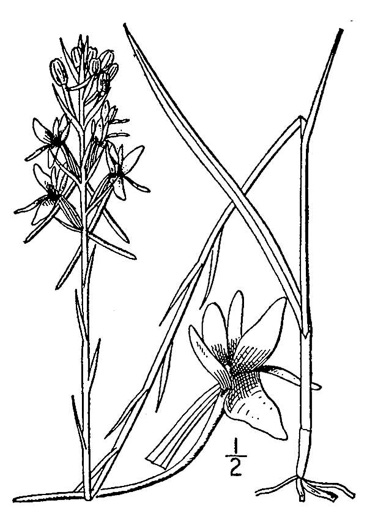 drawing of Platanthera nivea, Snowy Orchid, Bog-spike