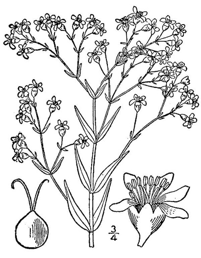 image of Gypsophila paniculata, Tall Baby’s-breath