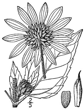 image of Helianthus annuus, Common Sunflower, Mirasol
