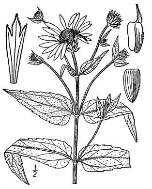 drawing of Helianthus divaricatus, Woodland Sunflower, Spreading Sunflower