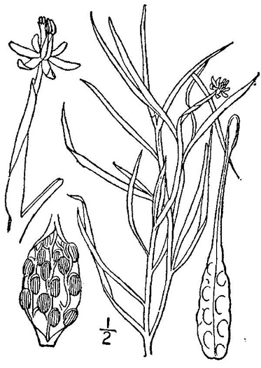 image of Heteranthera dubia, Water Stargrass
