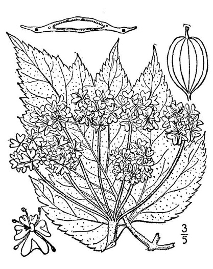 drawing of Heracleum maximum, Cow-parsnip, American Hogweed, Masterwort