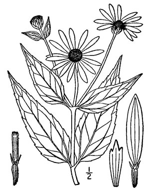 drawing of Helianthus pauciflorus ssp. pauciflorus, Stiff Sunflower