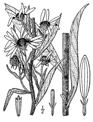 drawing of Helianthus maximilianii, Maximilian Sunflower