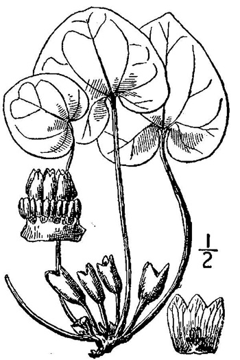 image of Hexastylis virginica, Virginia Heartleaf