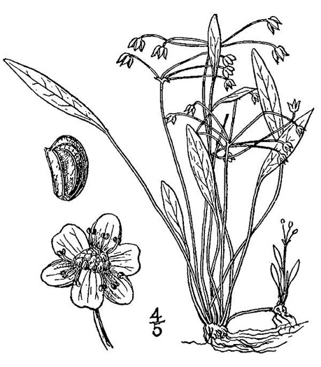 image of Helanthium tenellum, Mud-babies, Dwarf-burhead, Pigmy Chain-sword