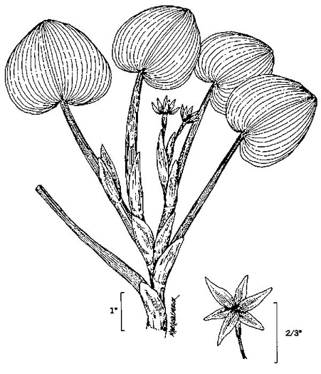 drawing of Heteranthera reniformis, Kidneyleaf Mud Plantain