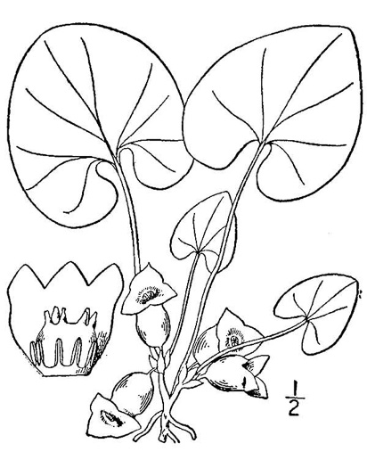 drawing of Hexastylis virginica, Virginia Heartleaf, Virginia Ginger