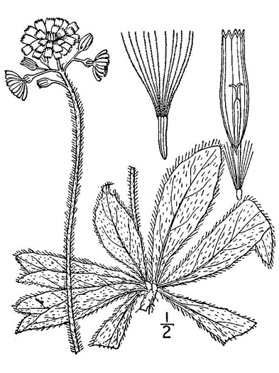 image of Pilosella aurantiaca, Orange Hawkweed, Devil's Paintbrush, Orange King-devil