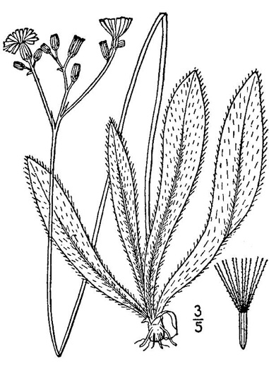 drawing of Pilosella piloselloides, Glaucous King-devil, Smooth Hawkweed, Tall Hawkweed