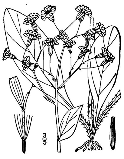Hieracium marianum, Maryland Hawkweed