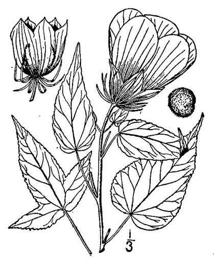 drawing of Hibiscus laevis, Halberdleaf Rosemallow, Rose Hibiscus, Smooth Rosemallow, Showy Hibiscus