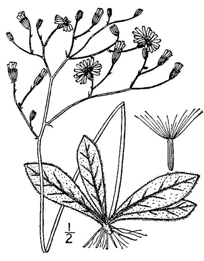 drawing of Hieracium venosum, Rattlesnake Hawkweed, Rattlesnake Weed, Veiny Hawkweed