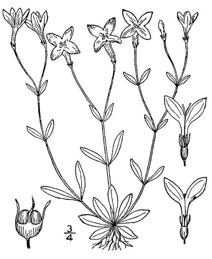 drawing of Houstonia caerulea, Quaker Ladies, Common Bluet, Innocence, Azure Bluet