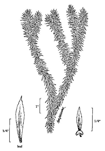drawing of Huperzia lucidula, Shining Clubmoss, Shining Firmoss
