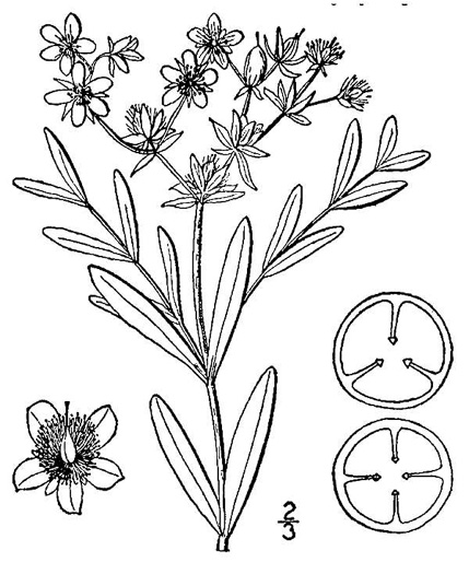 drawing of Hypericum adpressum, Creeping St. Johnswort, Bog St. Johnswort