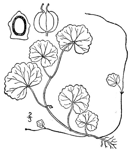 drawing of Hydrocotyle americana, American Water-pennywort