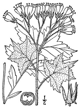 image of Hydrophyllum appendiculatum, Biennial Waterleaf, Great Waterleaf