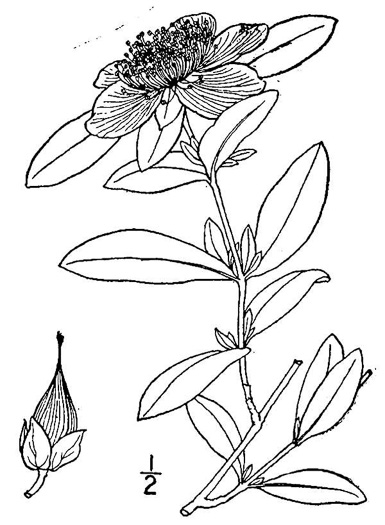 drawing of Hypericum frondosum, Golden St. Johnswort, Cedar Glade St. Johnswort