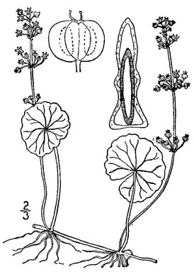drawing of Hydrocotyle tribotrys, Whorled Marsh-pennywort, Water-pennywort