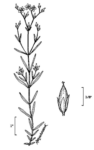 drawing of Hypericum canadense, Canada St. Johnswort