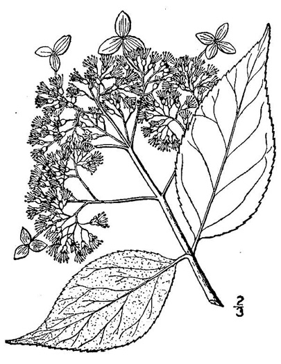 drawing of Hydrangea cinerea, Ashy Hydrangea