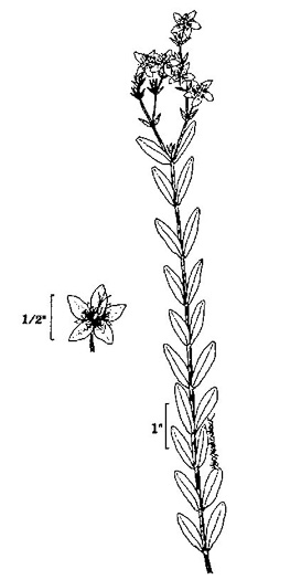 drawing of Hypericum denticulatum, Coppery St. Johnswort
