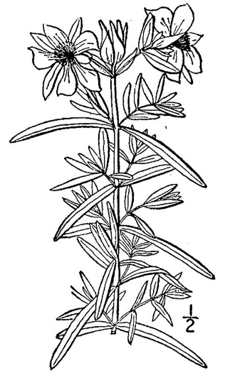 drawing of Hypericum dolabriforme, Glade St. Johnswort