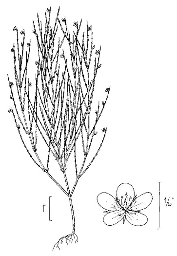 drawing of Hypericum gentianoides, Pineweed, Orange-grass