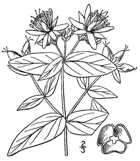 drawing of Hypericum graveolens, Mountain St. Johnswort