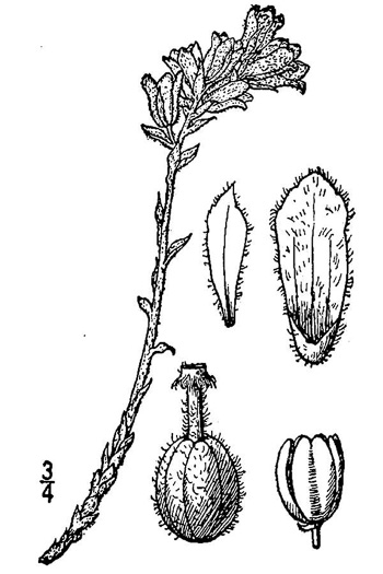 drawing of Hypopitys lanuginosa, Appalachian Red Pinesap, Hairy Pinesap