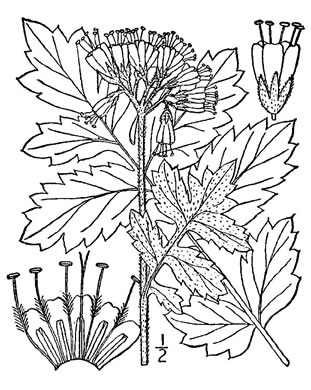 drawing of Hydrophyllum macrophyllum, Hairy Waterleaf, Largeleaf Waterleaf