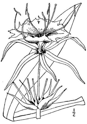 drawing of Hymenocallis occidentalis var. occidentalis, Hammock Spiderlily, Woodland Spiderlily, Northern Spiderlily