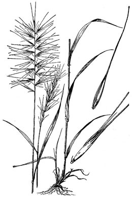 Elymus hystrix var. hystrix, Common Bottlebrush Grass, Eastern Bottlebrush-grass