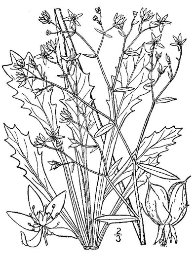 drawing of Micranthes petiolaris var. petiolaris, Michaux's Saxifrage, Cliff Saxifrage