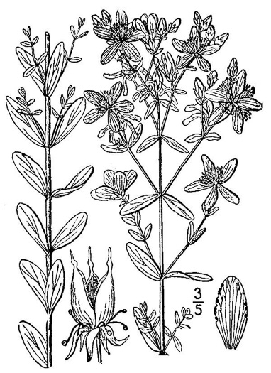 drawing of Hypericum perforatum, European St. Johnswort, Common St. Johnswort