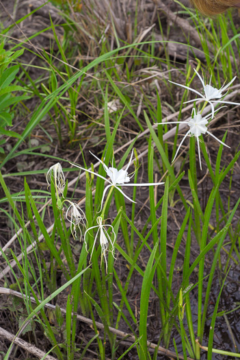 image of Hymenocallis pygmaea, Pygmy Spiderlily, Waccamaw Spiderlily, dwarf spiderlily