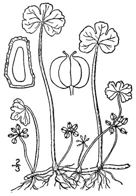 drawing of Hydrocotyle ranunculoides, Swamp Water-pennywort, Floating Marsh-pennywort
